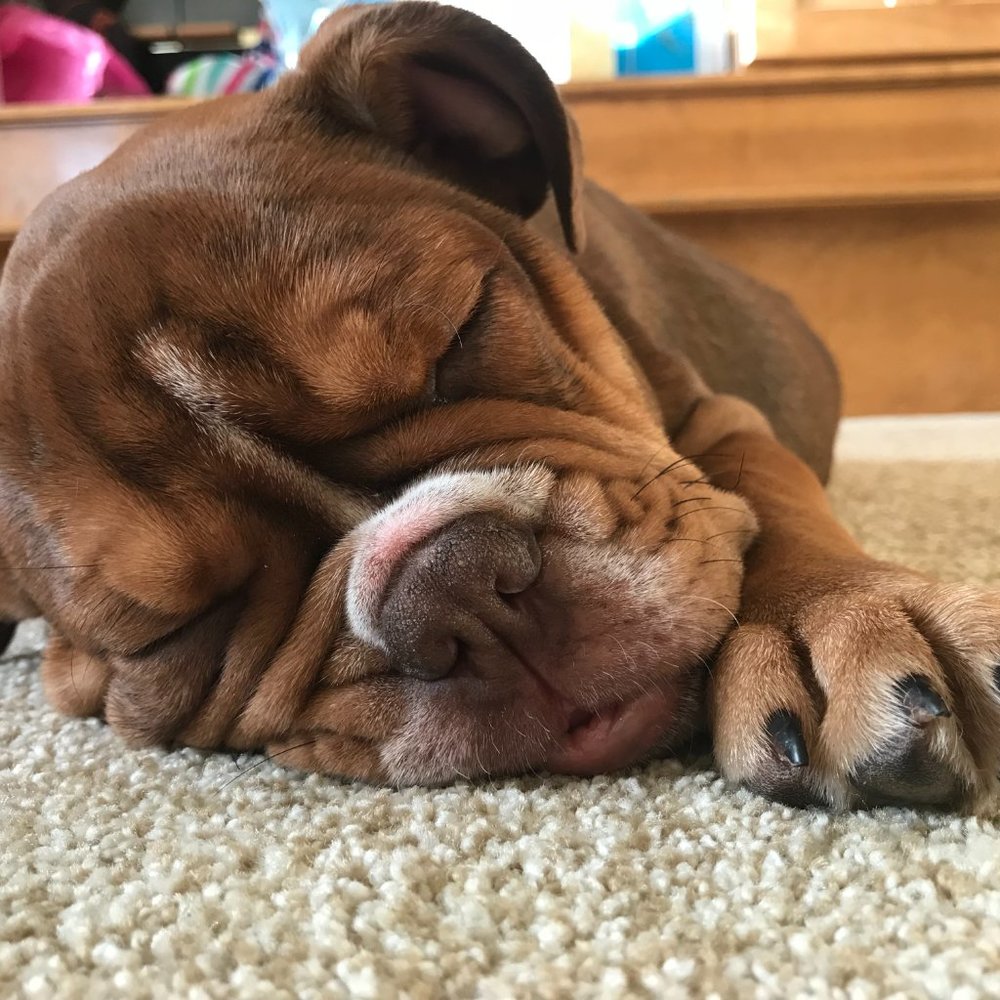 Meet your Posher, Hildee